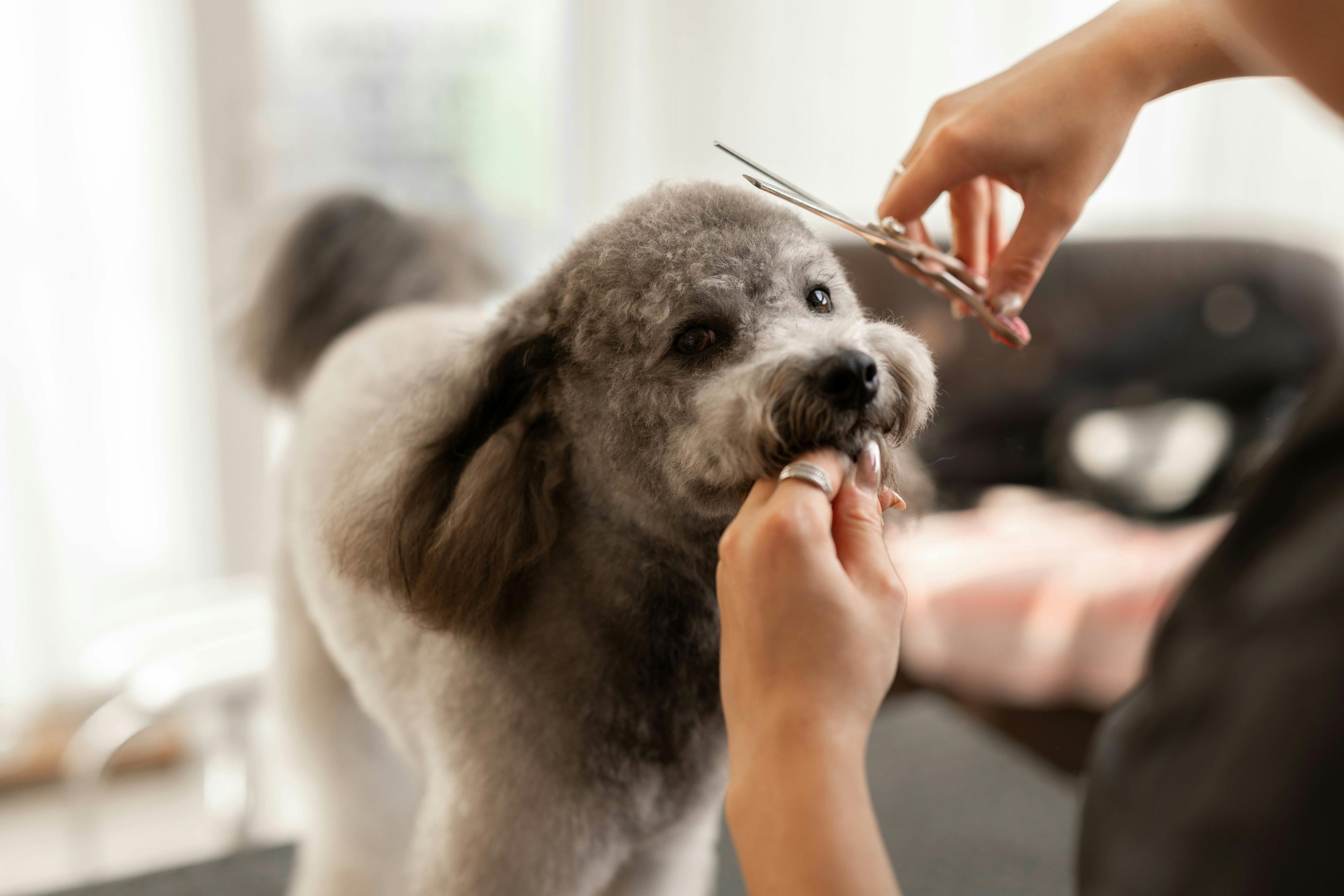 Hundefriseur in Wien – Stilvolle und professionelle Fellpflege