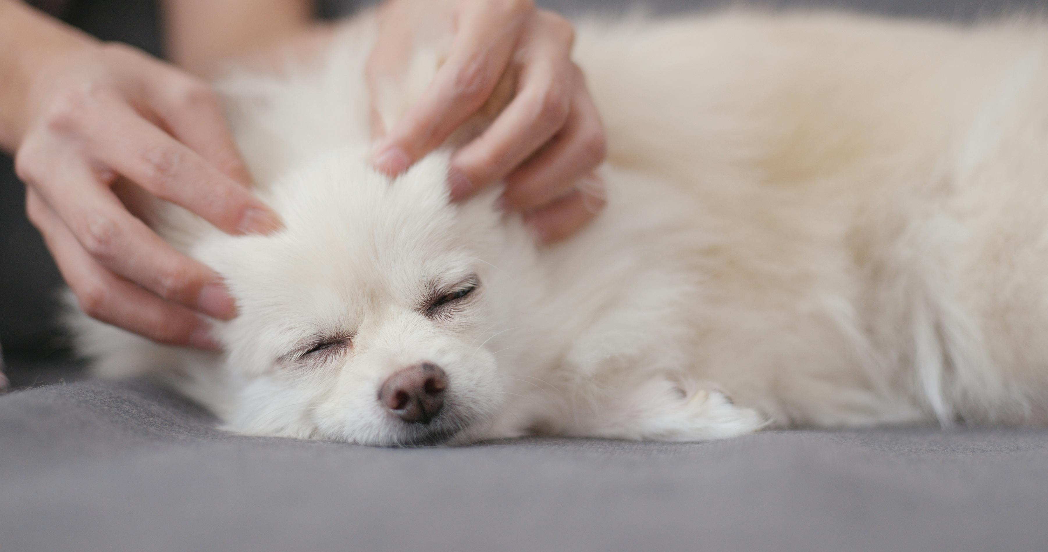 Massage für deinen Hund in Wien
